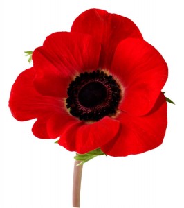 remembrance-day-poppy